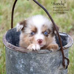 Sandy - Red merle female Miniature Australian Shepherd puppy in Evant, Texas from Lazy VT Bar Ranch