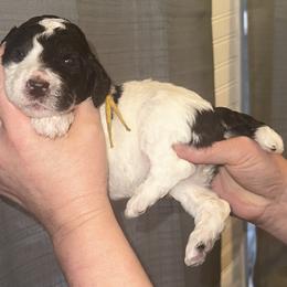 Meadow - Parti female Poodle puppy in Prosperity, Pennsylvania from Stelladoodles & Company