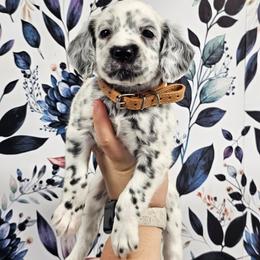 CD - White and black female Dalmatian puppy in Gray, Georgia from Fuller Spots