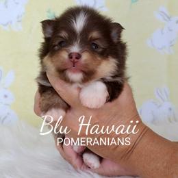 Pomeranian Puppies from Blu Hawaii Pomeranians