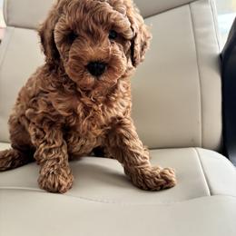 Poodles from Chae’s Fam