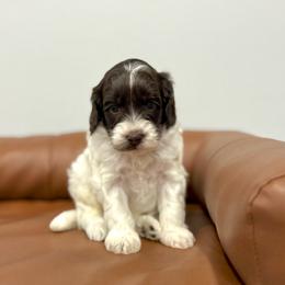 Milo - Chocolate male Australian Labradoodle puppy in Calhoun, Louisiana from Arrowhead Australian Labradoodles