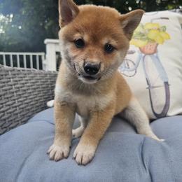 Elsie Jr. - Red female Shiba Inu puppy in Carpentersville, Illinois from Veronika's Shiba Inus