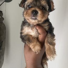 Galaxy - Merle female Yorkipoo puppy in Gastonia, North Carolina from Precious pups dynasty kennel