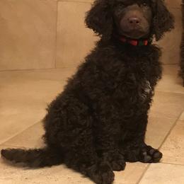 Poodle Puppies from Poodle Sense