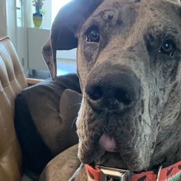 Great Danes from Great Dames with PNW Great Danes