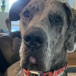 Great Danes from Great Dames with PNW Great Danes