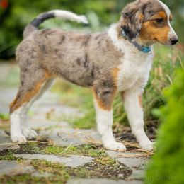 Light Blue - Blue merle female Aussiedoodle puppy in Grants Pass, Oregon from Woodwind Miniatures