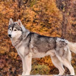 Legion - Siberian Husky