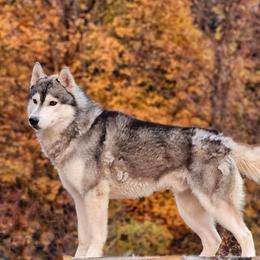 Legion - Siberian Husky
