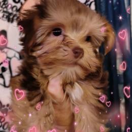 Red boy - Chocolate male Morkie puppy in Inverness, Florida from Morkies and More