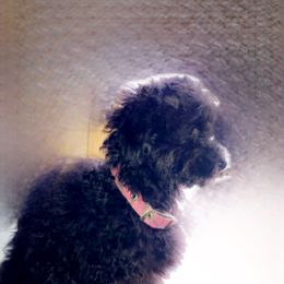 Crue - Poodle puppy in Idaho from IF Toy Poodles