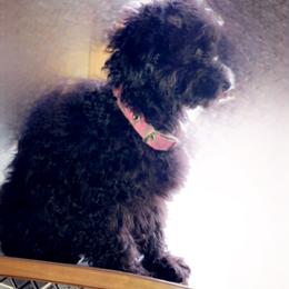 Crue - Poodle puppy in Idaho from IF Toy Poodles