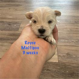 Royce - Champagne male Maltipoo puppy in Paden, Oklahoma from Logan's Perfect Puppies