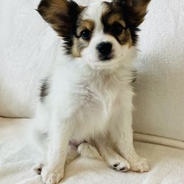 Papillon Puppies from Limited Run Papillons
