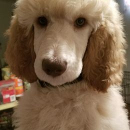 Poodle Puppies from Purely Haus Standards