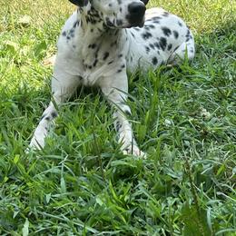 Cee - Dalmatian