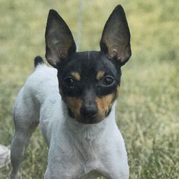 Toy Fox Terriers from Asgard Acres