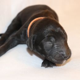 Goldendoodle Puppies from Davis Doodles