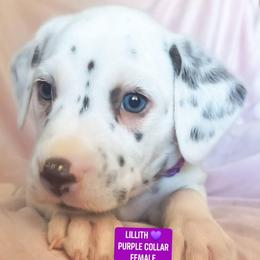 Lillith (Purple Collar Female) HUA - White and liver brown female Dalmatian puppy in Raymondville, Missouri from Wagner's Dalmatian's
