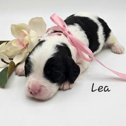 Lea - Black and white female Springerdoodle puppy in Fargo, North Dakota from Dakota SpringerDoodles