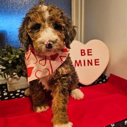 Lt Blue collar - Blue merle male Bernedoodle puppy in Shelby, North Carolina from Forever Grateful Doodles