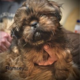 Shih Tzu Puppies from LowCol Ranch