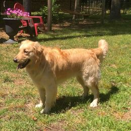 Golden Retrievers from Penny & The Sugarbutts