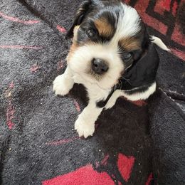 Chevy - Tri-color male Cavalier King Charles Spaniel puppy in Melbourne, Florida from Majestic Cavaliers of Melbourne FL