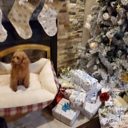 Ria - Red  female Poodle puppy in Washington from Mt.BakerPoodles&Doodles