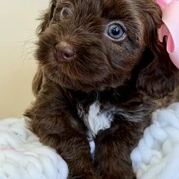 Havapoo Puppies from Snuggle Buddies