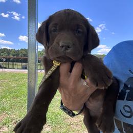Yellow - Chocolate female Labrador Retriever puppy in Newton Grove, North Carolina from Wayalife Labradors & Gsp’s