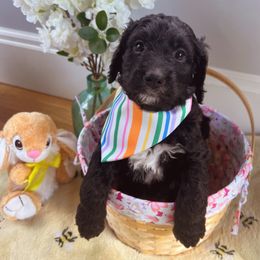 Bernedoodle Puppies from East Coast Bernedoodles