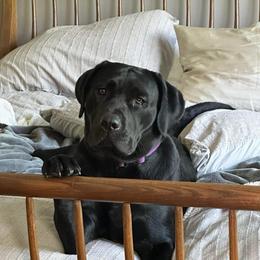 Stella - Labrador Retriever