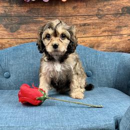 Ivy - Chocolate female Cavapoo puppy in Lancaster, Missouri from Cavapoo Acres
