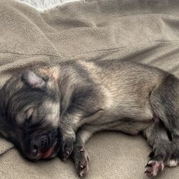 German Shepherd Puppies from Park Hill German Shepherds