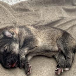 German Shepherd Puppies from Park Hill German Shepherds