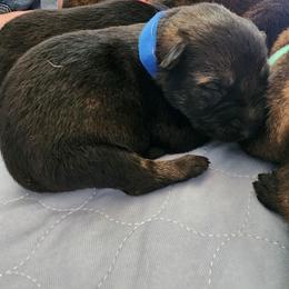 1st Pick Male - Sable male German Shepherd puppy in Harwood, Maryland from Reddington Shepherds
