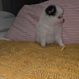 Iris - Black parti female Pomeranian puppy in Angleton, Texas from Pomeranian Palace, LLC