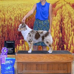 Australian Shepherd and Miniature American Shepherd All Grown Up from Shawnkara Australian Shepherds & Miniature American Shepherds