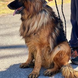 German Shepherd All Grown Up from Leah Willis