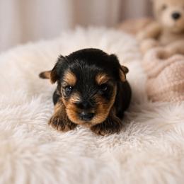 Duke - Black and tan male Yorkshire Terrier puppy in Broxton, Georgia from More Than Family