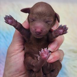 Girl 1 - Red  female Poodle puppy in Salem, Missouri from Meadowbrook Poodles