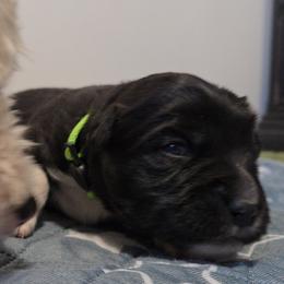 Australian Shepherd and Miniature Australian Shepherd Puppies from Cara Harker