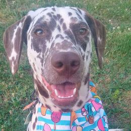 Pixel Noelle - Dalmatian