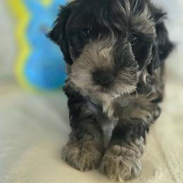 Ross ( red collar) - Black and tan male Schnoodle puppy in Novinger, Missouri from Stormi Sky Schnoodles