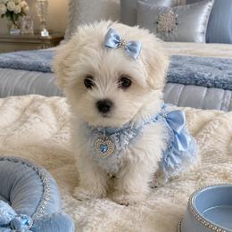 Maltese puppies from Main line furry friends