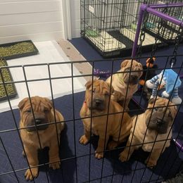Chinese Shar-Pei Puppies from Sunspire Shar-Pei
