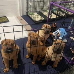 Chinese Shar-Pei Puppies from Sunspire Shar-Pei