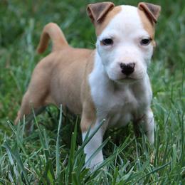 Squirrel - Red male American Staffordshire Terrier puppy in Guilford County, North Carolina from Explicit Kennel